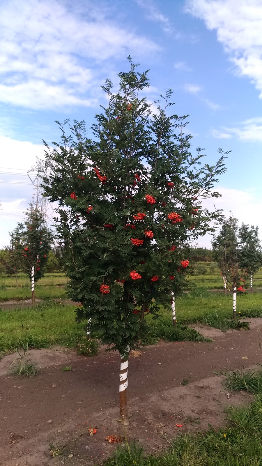 West Haven Nursery & Farms (By Appt. Only Please) | 36366 Range Rd 25, Spruce View, AB T4G 0N1, Canada | Phone: (403) 728-2100