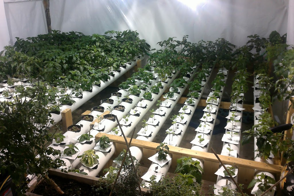 Hottawa Peppers | 63 Glenridge Rd, Nepean, ON K2G 2Z8, Canada | Phone: (613) 355-4963