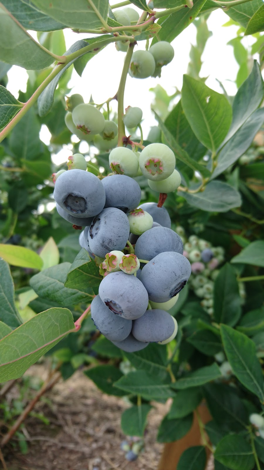 Biln Farms Blueberry Stand | 4350 Oliver Rd, Coquitlam, BC V3E 3H6, Canada | Phone: (604) 866-4056