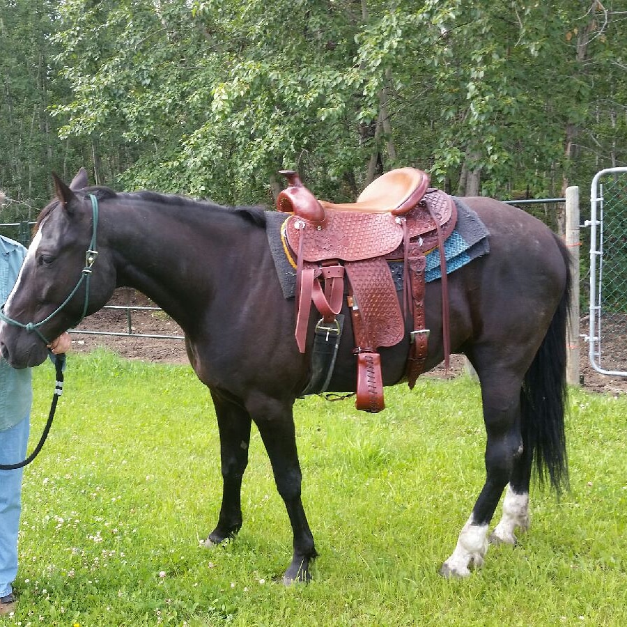 James Built Saddlery | 5020 46 Ave, Tofield, AB T0B 4J0, Canada | Phone: (780) 662-4980