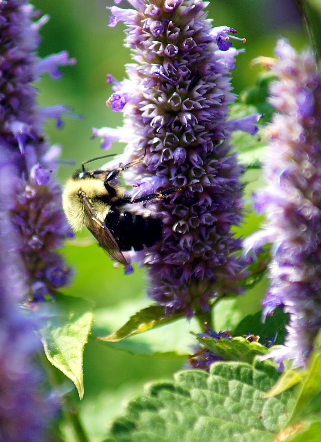 Mono Pollinator Garden | 246366 Hockley Rd, Orangeville, ON L9W 2Y8, Canada