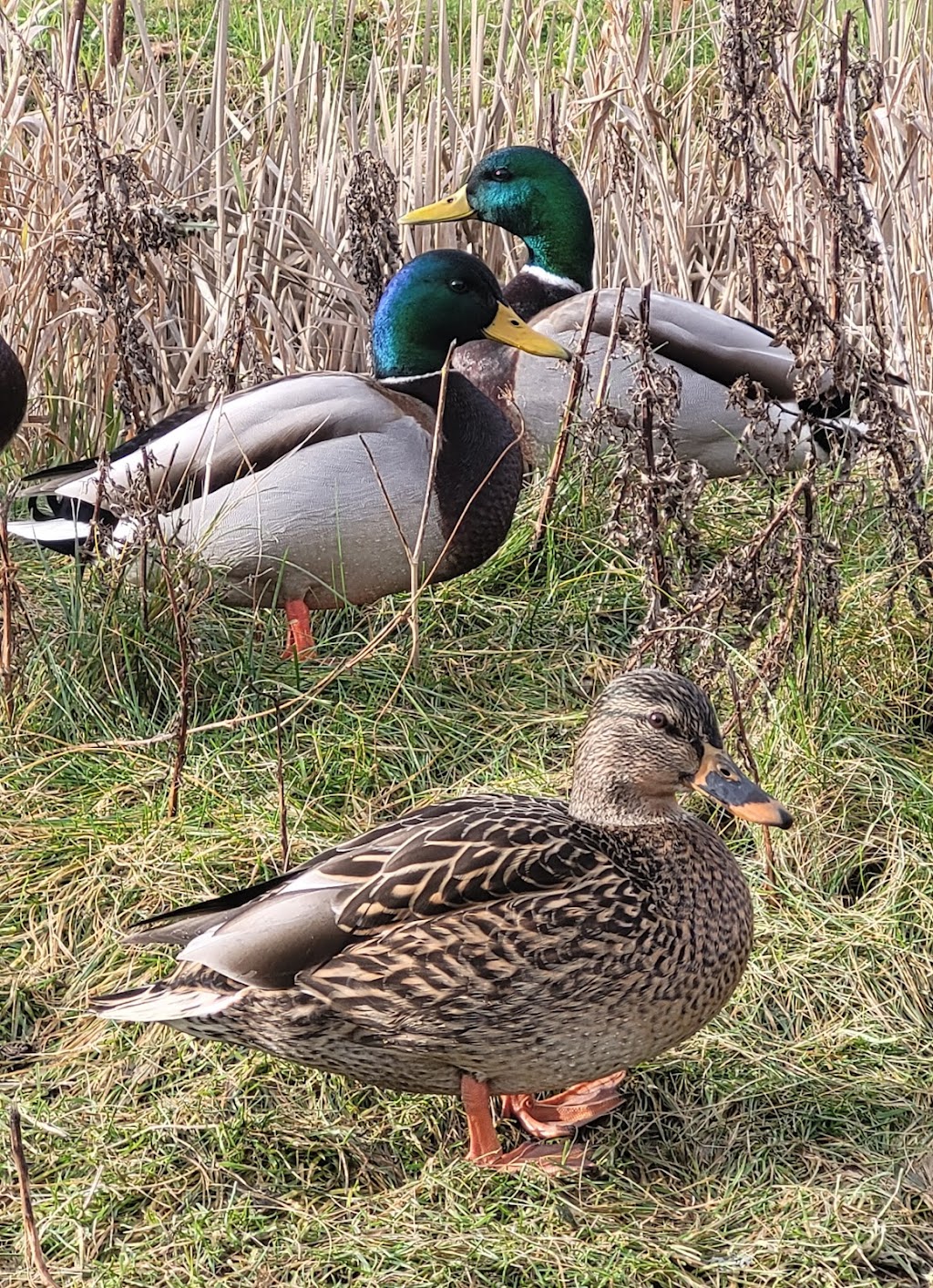 Rithet’s Bog Conservation Society | 4461 Chatterton Way, Victoria, BC V8X 5H7, Canada | Phone: (250) 479-0491