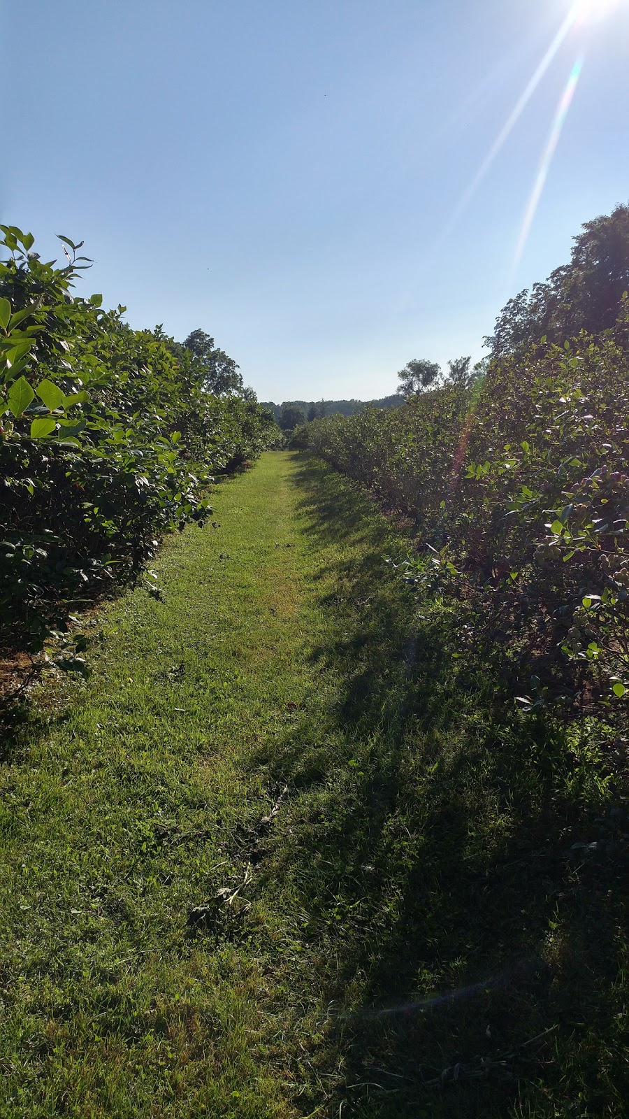 Powells Patch Blueberries | 37 Gilbert Rd, Simcoe, ON N3Y 4K2, Canada | Phone: (519) 428-1563