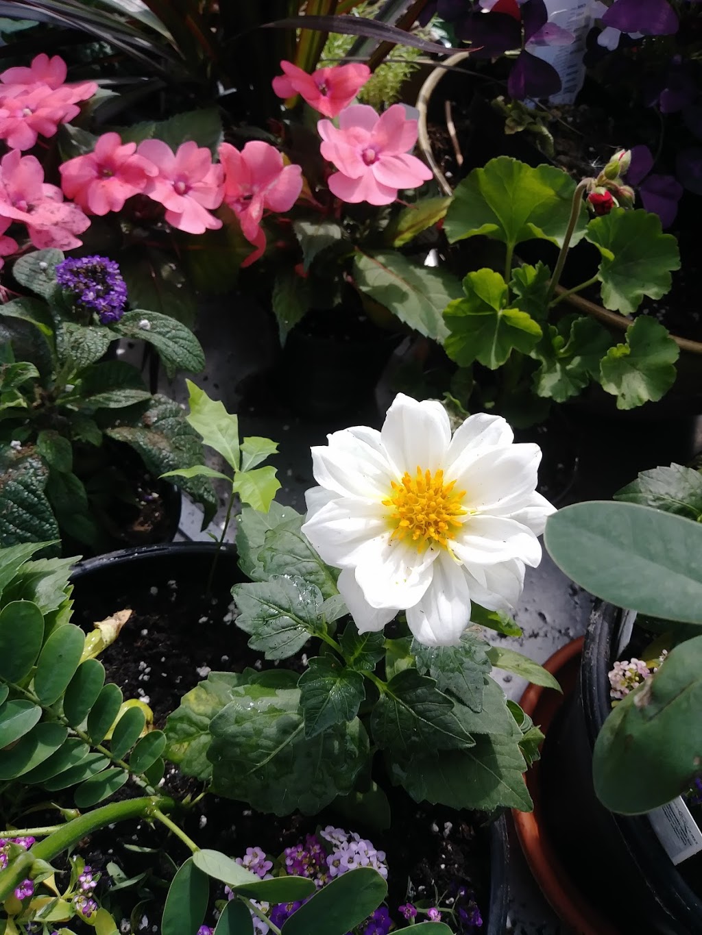 Murray Bros Nurseries and Garden Center | 4399 Transit Rd, Orchard Park, NY 14127, USA | Phone: (716) 662-3860