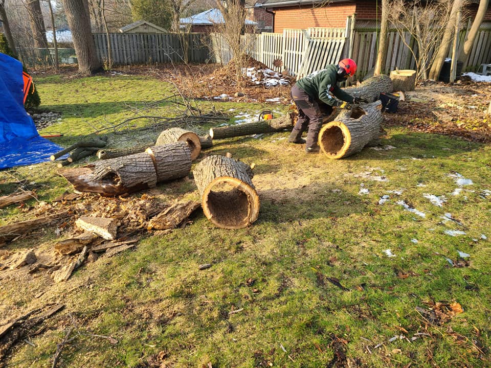 Royal City Tree Care | 18 Landsdown Dr, Guelph, ON N1L 1H2, Canada | Phone: (226) 203-3133