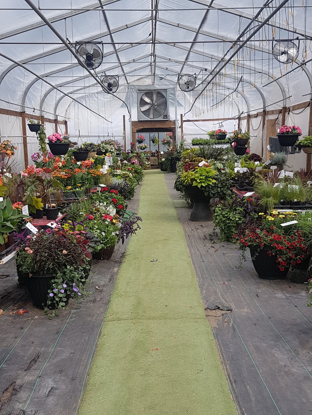 Mother Earth Greenhouses | Daisy Lane South, Clavet, SK S0K 0Y0, Canada | Phone: (306) 931-4133