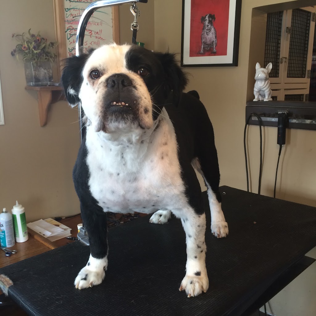 Dog Days Pet Salon | 64 St George St, St Thomas, ON N5P 2L4, Canada | Phone: (519) 377-2177