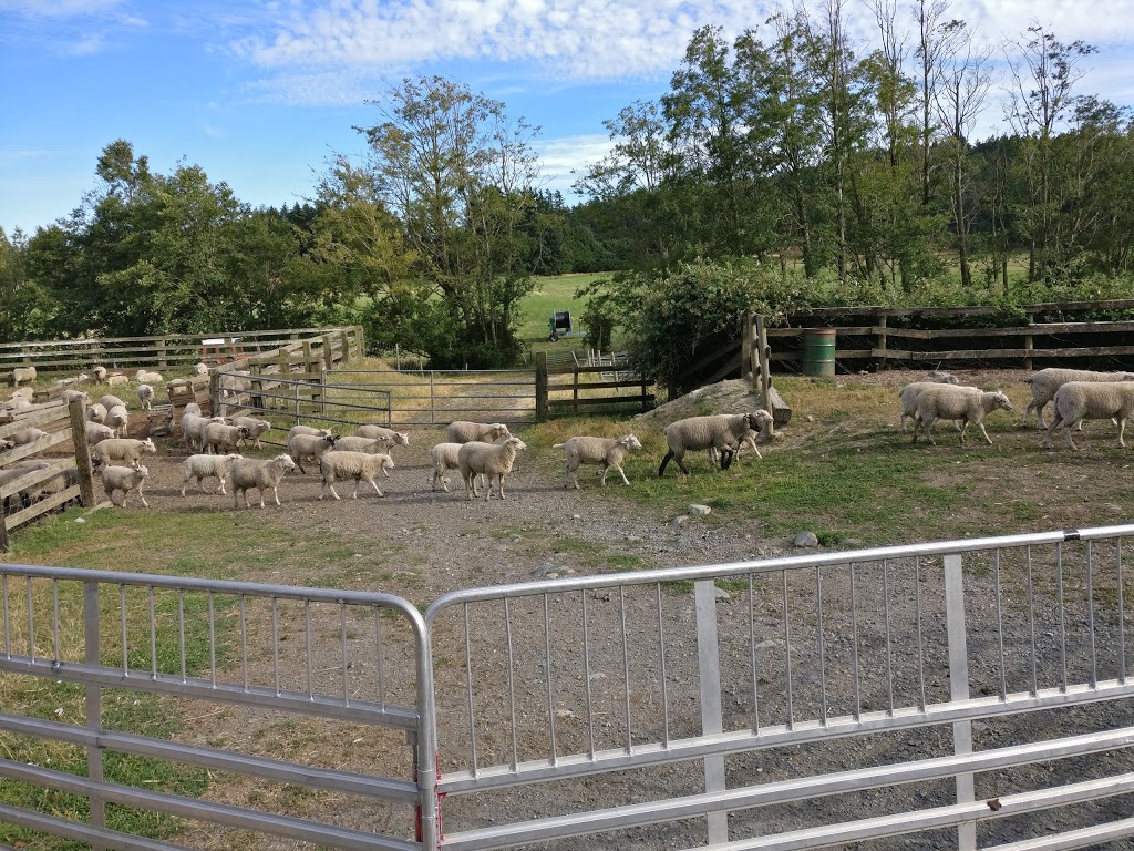 Parry Bay Sheep Farm | 4335 Lindholm Rd, Victoria, BC V9C 3Y1, Canada | Phone: (250) 478-9628