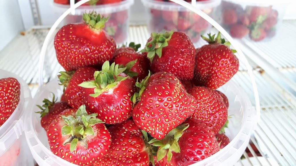 Stevens Strawberries | AB-13, Alberta T9A 1W8, Canada | Phone: (780) 352-2924