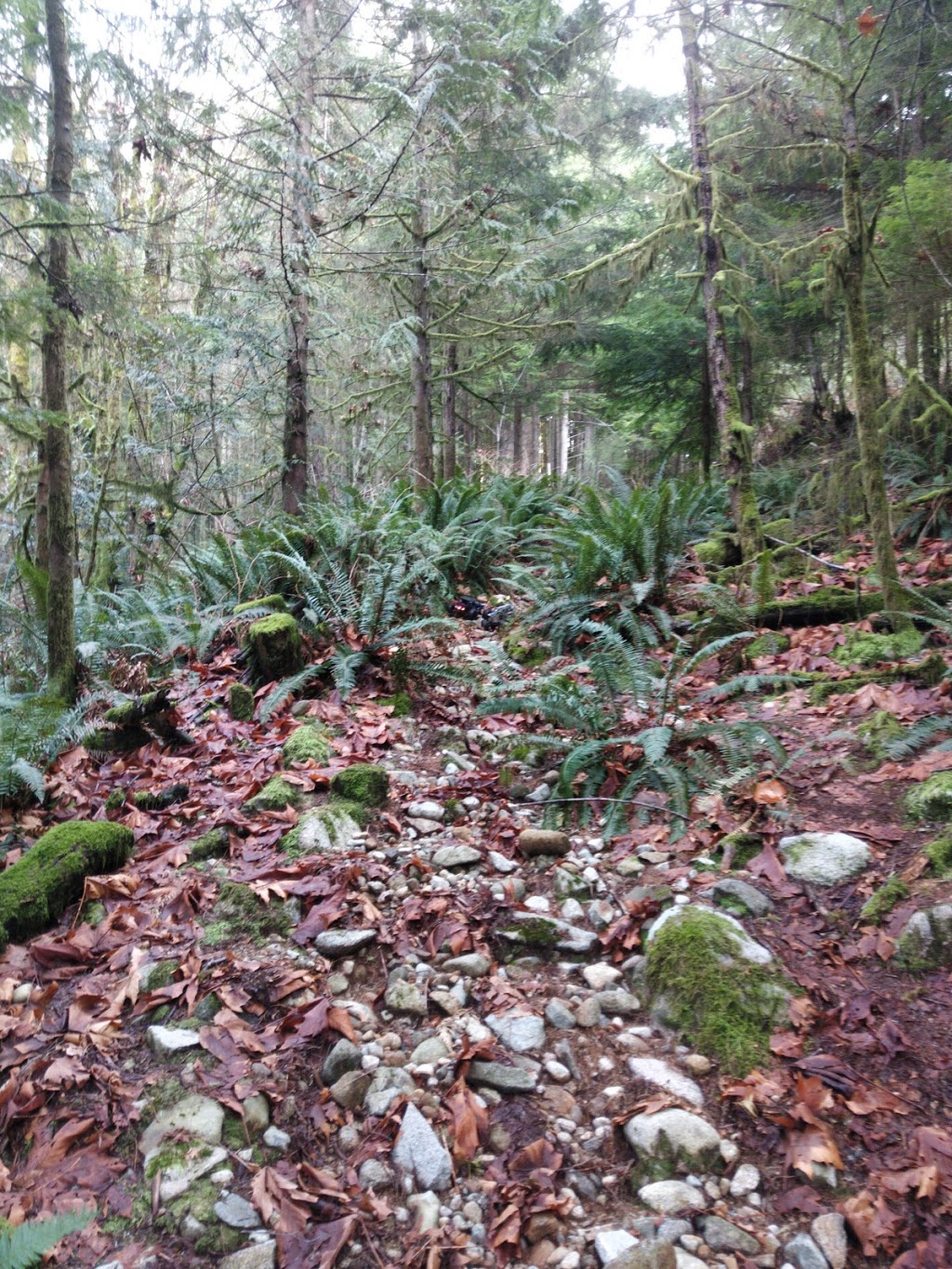 Woodhaven Swamp | Woodhaven, Belcarra, BC V3H 4R6, Canada