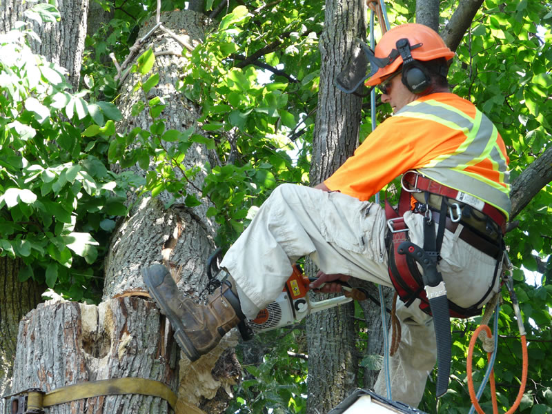 Timberjack Tree Service | 158074 7th Line, Meaford, ON N4L 1W5, Canada | Phone: (705) 716-5000