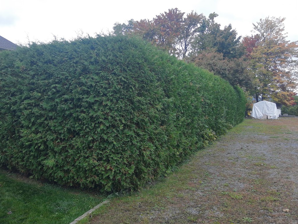 Precision Hedge and Landscaping | 1473 Bourcier Dr, Orléans, ON K1E 3K1, Canada | Phone: (613) 859-7828