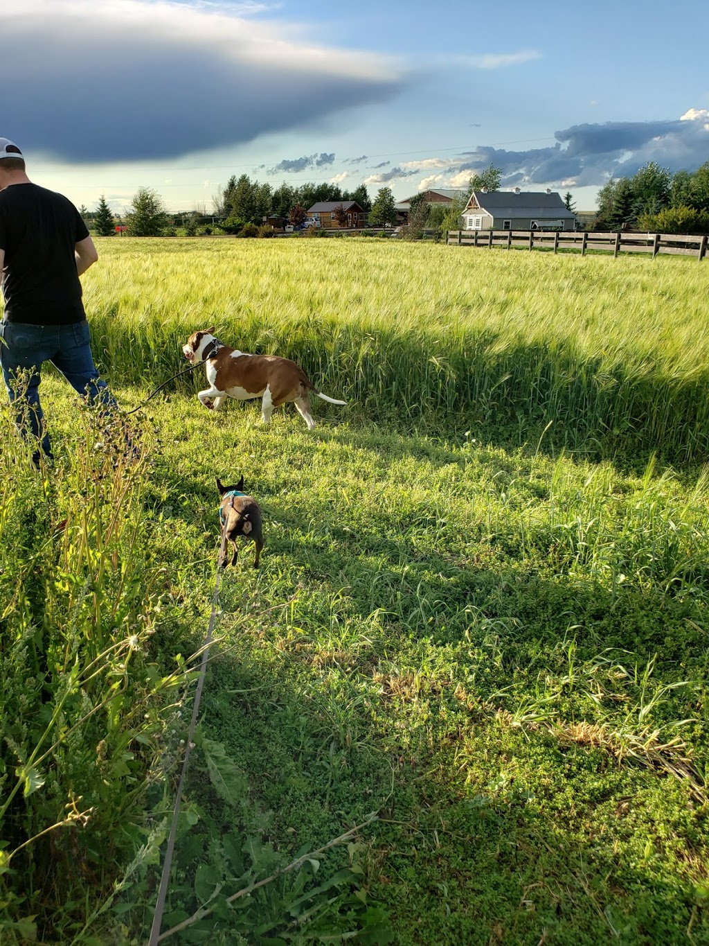 Old MacDonald Kennels | RR 235, Ponoka County, AB T4J 1R1, Canada | Phone: (403) 783-7447