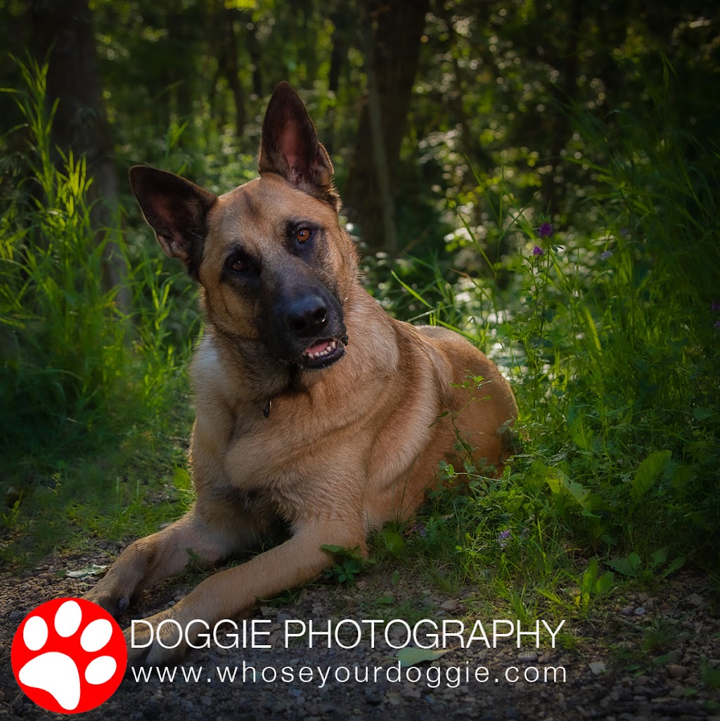 Doggie Photography | 160 Kulawy Dr NW, Edmonton, AB T6L 6Y9, Canada | Phone: (780) 966-1941