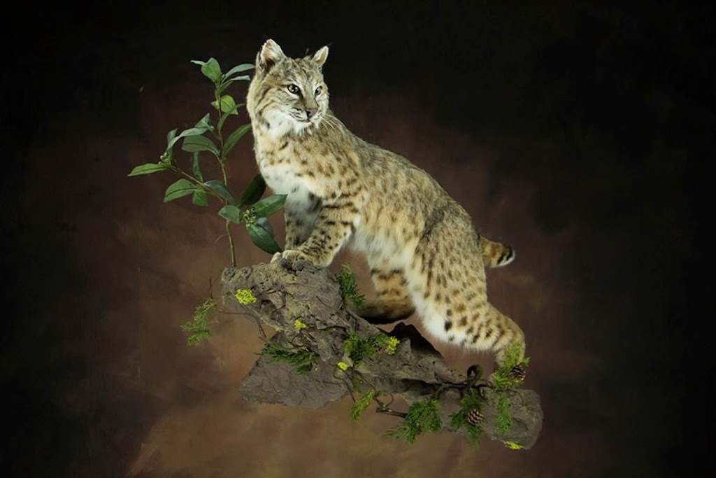 Art of Taxidermy (Ben Khorshidnam) | 2133 36 St N Bay 4, Lethbridge, AB T1H 5L1, Canada | Phone: (403) 360-2543