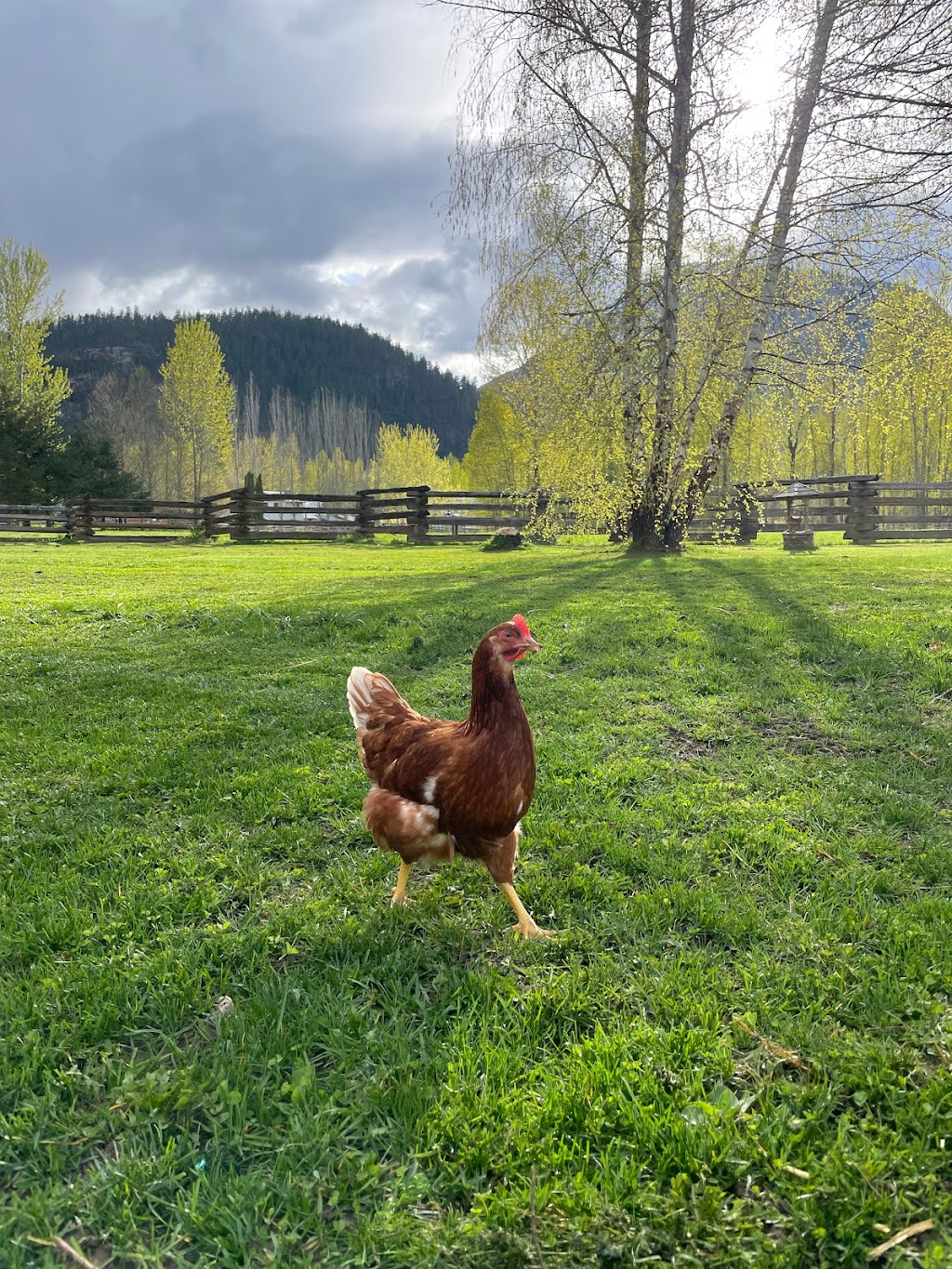 Daisy lane acres | Clover Rd, Pemberton, BC V0N 2L0, Canada | Phone: (778) 938-0448