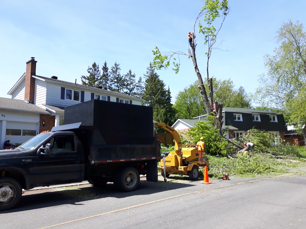 Ottawa Tree Trimming | 6301 Old Richmond Rd, Richmond, ON K0A 2Z0, Canada | Phone: (613) 322-5337