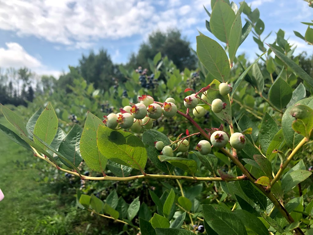 Meanwhile Blueberry Farm | 2779 Herald Rd, Sharon, ON L0G 1V0, Canada | Phone: (905) 392-7644