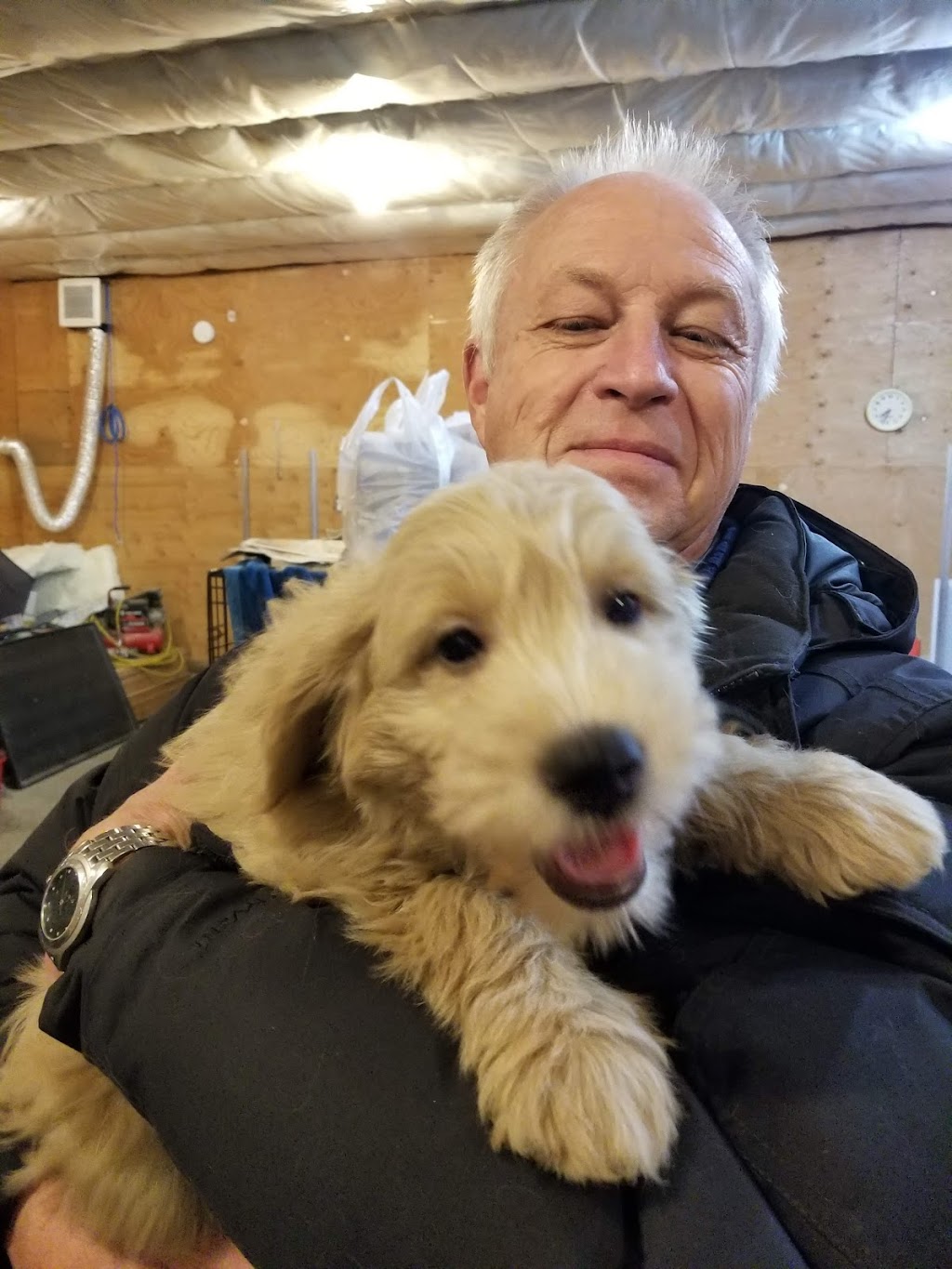 Goldendoodle Treasures | Rd 7W, Lowe Farm, MB R0G 1E0, Canada | Phone: (204) 746-6908