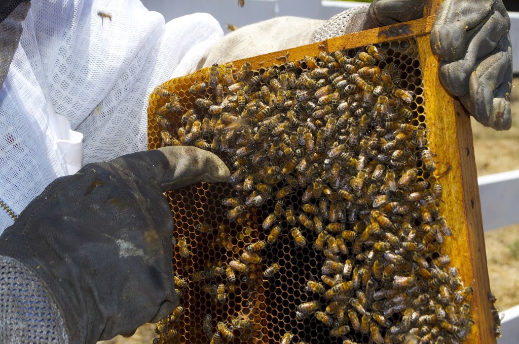 Apiculture Patenaude | 595 Rang de lÉglise S, Saint-Ignace-de-Stanbridge, QC J0J 1Y0, Canada | Phone: (514) 233-4437