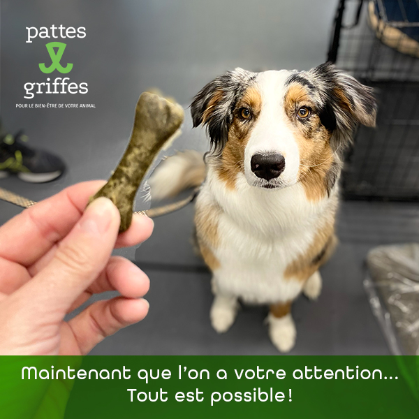 Pattes et Griffes St-Hubert | 1585 Bd des Promenades, Saint-Hubert, QC J3Y 5K2, Canada | Phone: (450) 812-8812