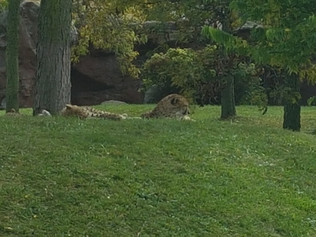 Simba Safari Lodge | Toronto Zoo, 2000 Meadowvale Rd, Scarborough, ON M1B 5K7, Canada | Phone: (416) 392-5929
