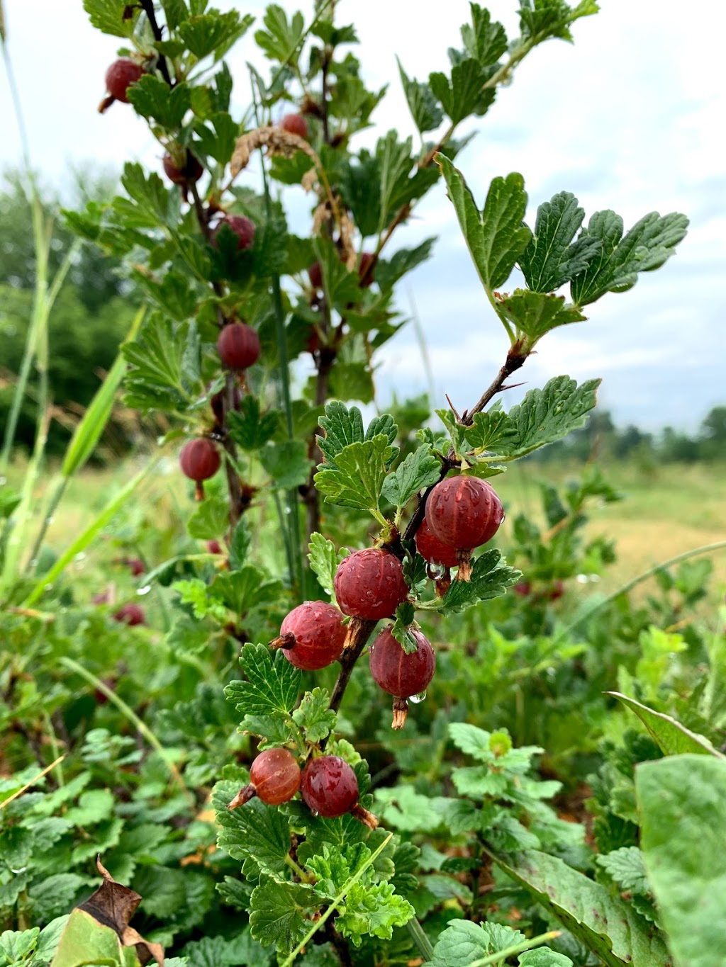 Les Jardins de Vieuxpont | 8130 Rue Notre Dame O, Trois-Rivières, QC G9B 2J3, Canada | Phone: (819) 448-2131