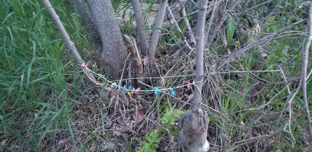 Fairy Ring Trail | Unnamed Road, Edmonton, AB T6A 0B2, Canada