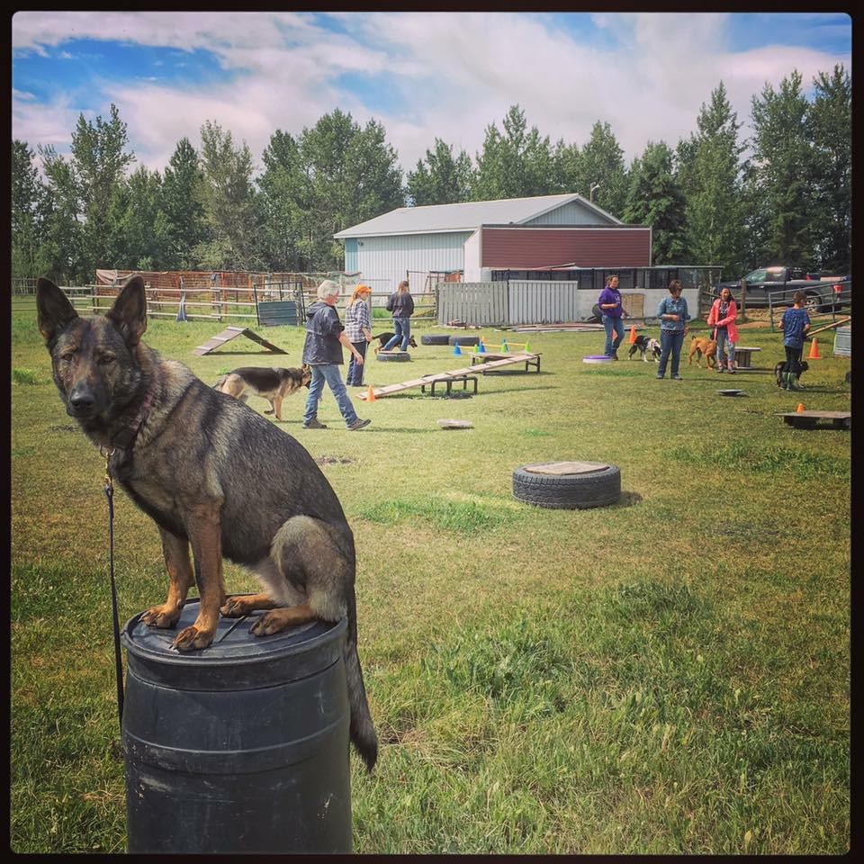 Karing Holmes Dog Boarding & Training | 36474 Range Rd 25, Red Deer County, AB T4G 0K7, Canada | Phone: (403) 352-6327