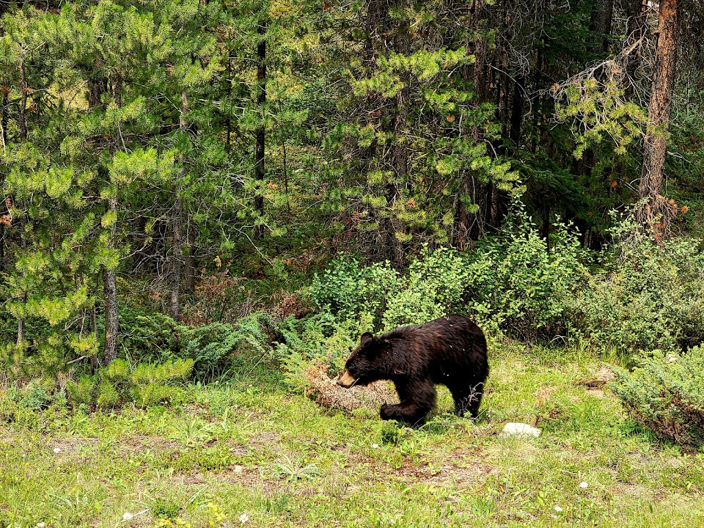 Bow Valley Parkway | Bow Valley Pkwy, Improvement District No. 9, AB T1L 1K2, Canada | Phone: (403) 762-1550