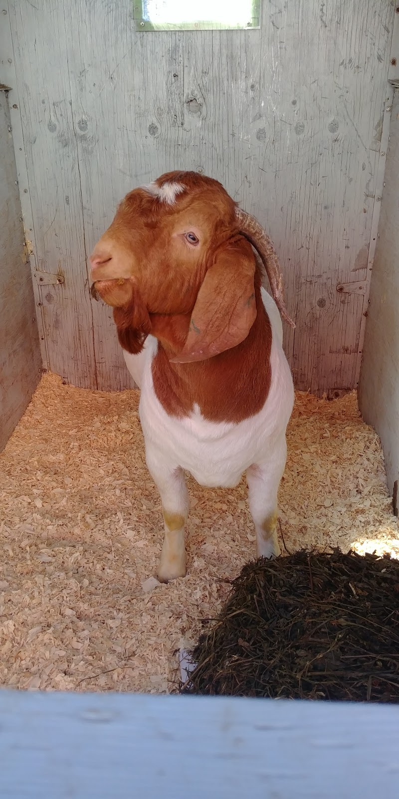 Chèvrerie des Belles Amours | 171 Chemin des Belles-Amours, LIslet, QC G0R 2B0, Canada | Phone: (418) 607-0617