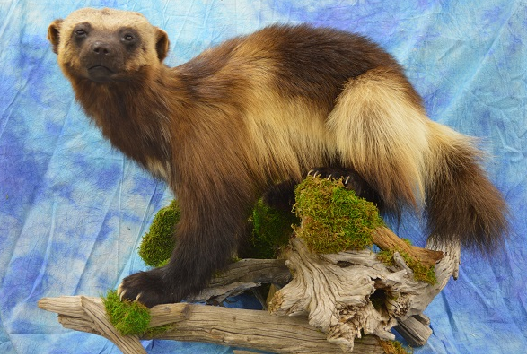 Rons Taxidermy | 890 Woodville Rd, Woodville, ON K0M 2T0, Canada | Phone: (705) 439-2196