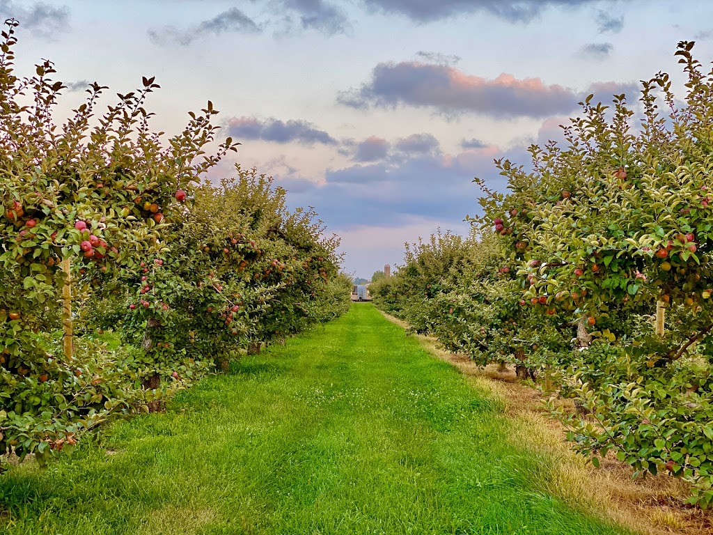 Dixie Orchards | 14309 Dixie Rd, Inglewood, ON L7C 2M8, Canada | Phone: (905) 838-5888