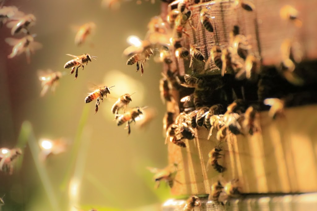 Beardos Bees | 25 Cecil St, Ridgetown, ON N0P 2C0, Canada | Phone: (226) 364-1022