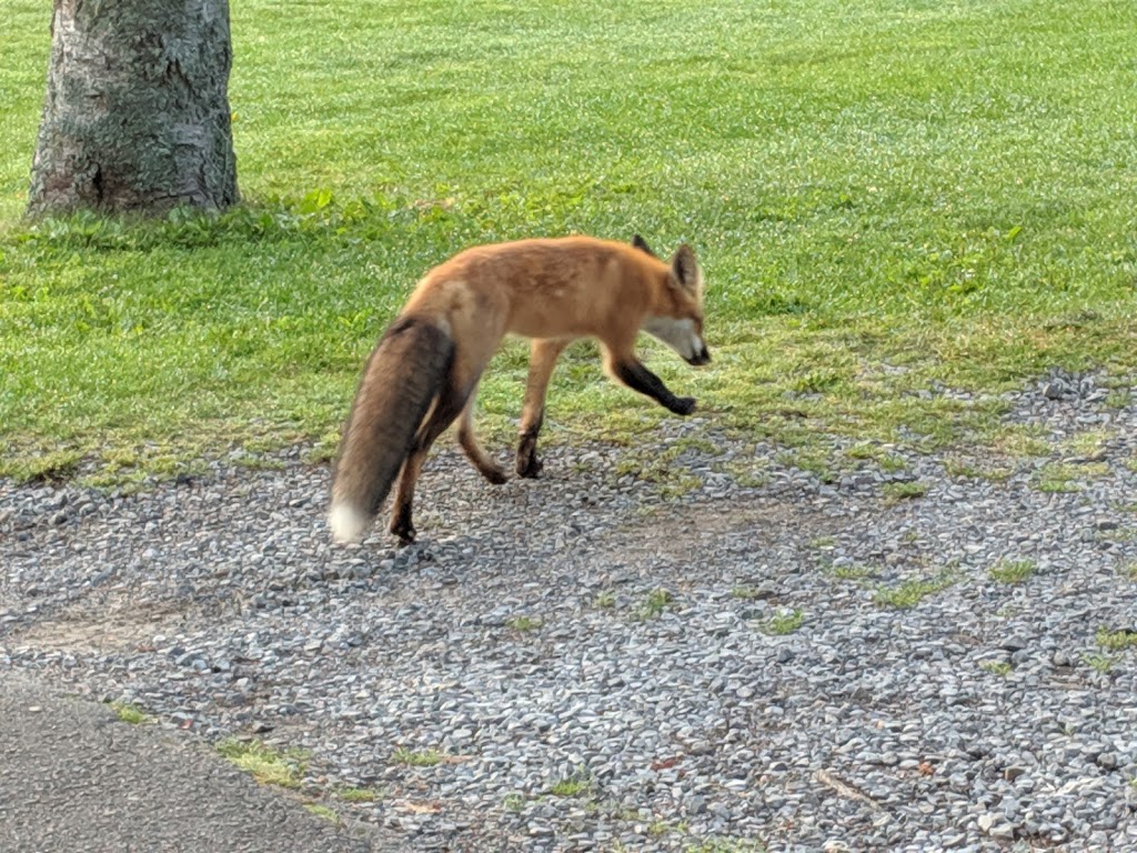 Club de golf Mont Tourbillon | 55 Montée du Golf, Lac-Beauport, QC G3B 0K5, Canada | Phone: (418) 849-4418