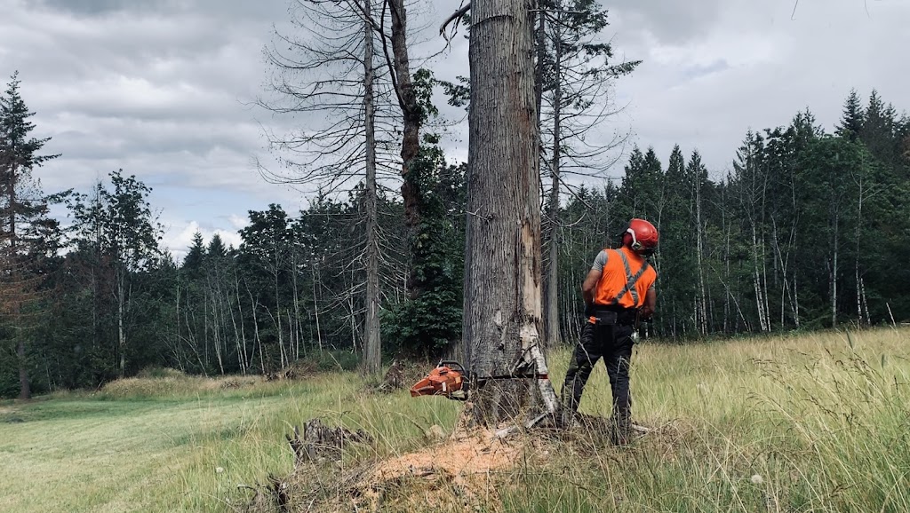 Viking Tree Care Ltd. | 223 Fourth Ave W, Qualicum Beach, BC V9K 1S3, Canada | Phone: (250) 882-5513