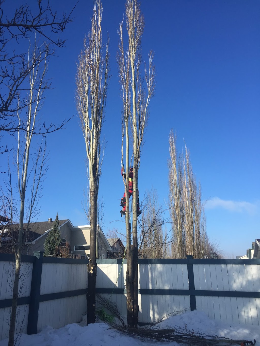 Bucks Tree Service | 1512 Grant Ct NW, Edmonton, AB T5T 6L3, Canada | Phone: (780) 934-8837