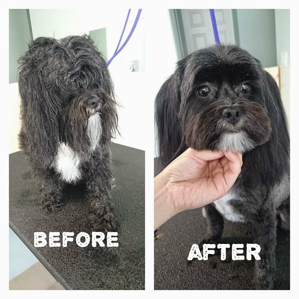 Designer Dogs Grooming Studio | 1707 Dublin St, New Westminster, BC V3M 2Z9, Canada | Phone: (778) 996-3351