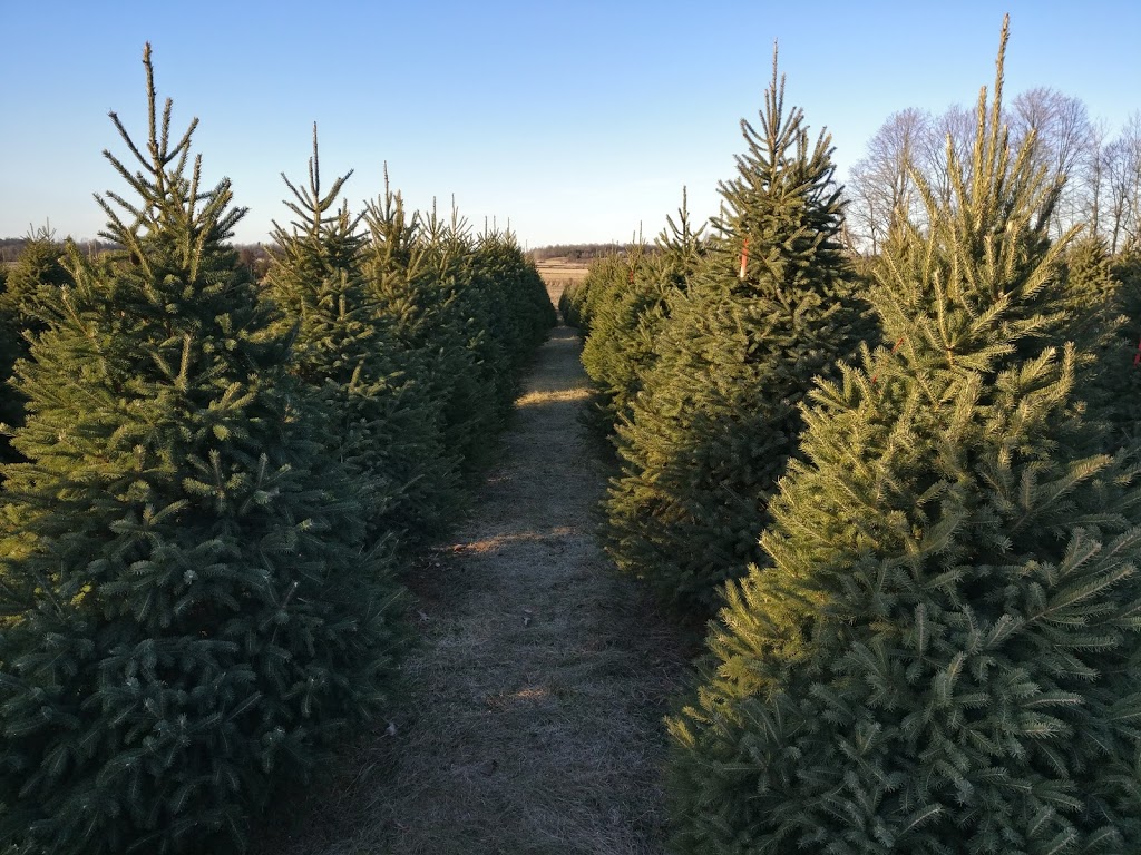 Thomas Tree Farm | 6421 McCordick Rd, North Gower, ON K0A 2T0, Canada | Phone: (613) 489-2314