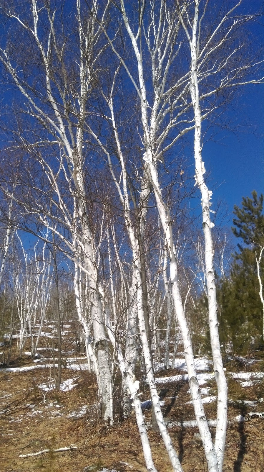 Lake Laurentian Nature Chalet | 2309 S Bay Rd, Sudbury, ON P3E 6H7, Canada