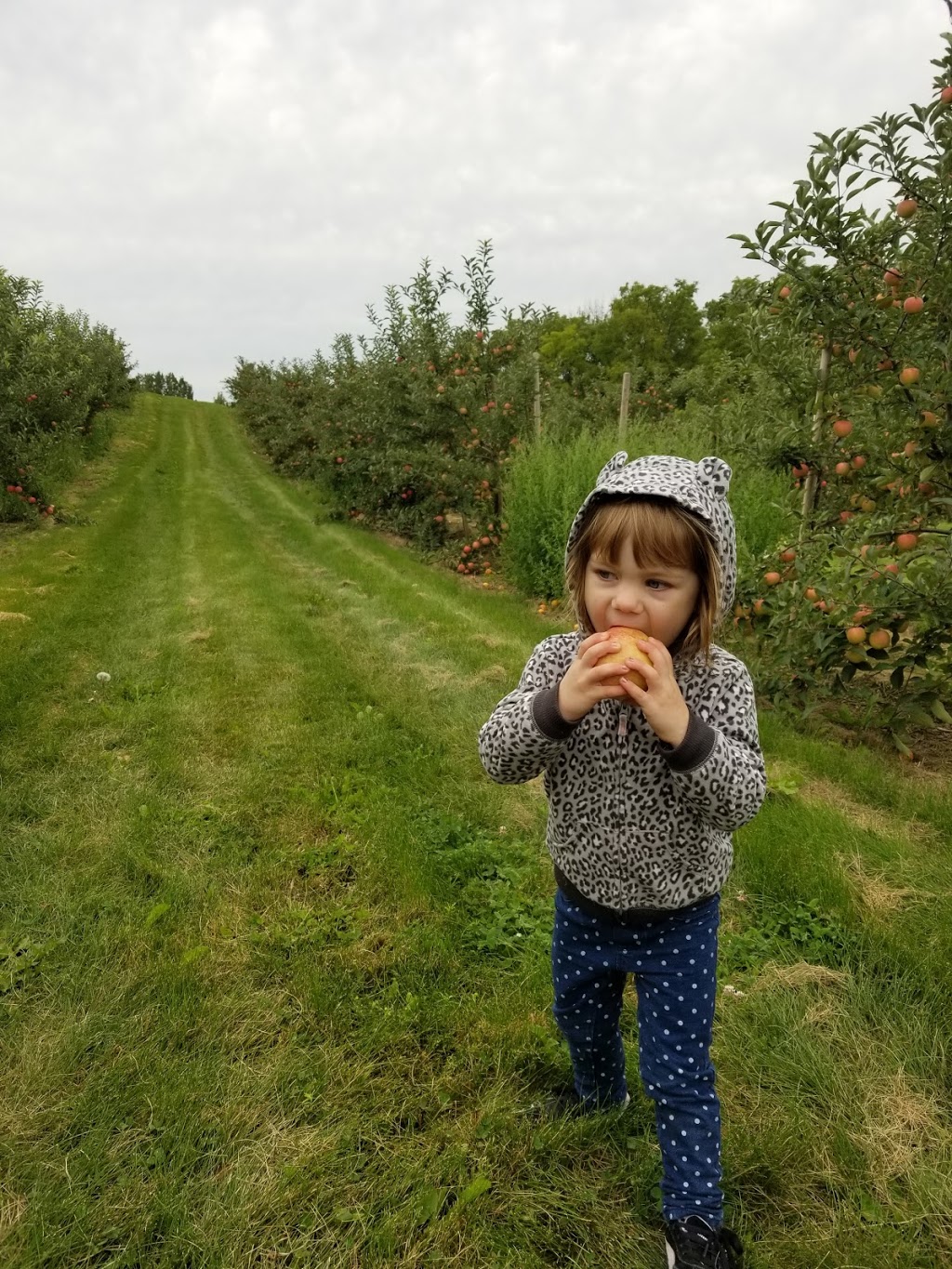 The Apple Orchard Inc. | 1668 ON-6, Hamilton, ON L8N 2Z7, Canada | Phone: (647) 456-6644