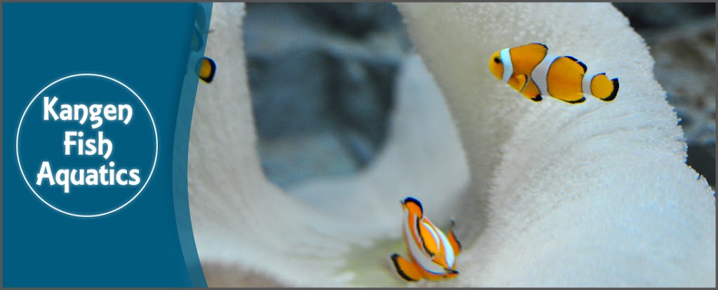 Kangen Fish Aquatics | 35 King St E Unit 15, Mississauga, ON L5A 4E1, Canada | Phone: (905) 270-9999