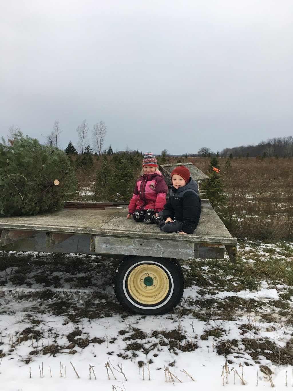 Watson Christmas Trees | 7156 White Church Rd, Mount Hope, ON L0R 1W0, Canada | Phone: (905) 679-9000