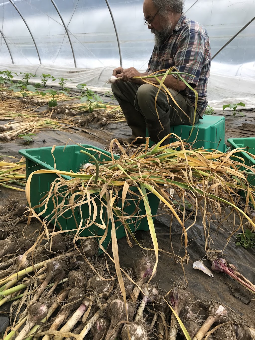 Henry Reed Organic Produce | 802 Henry Rd, Gibsons, BC V0N 1V2, Canada | Phone: (604) 886-7979