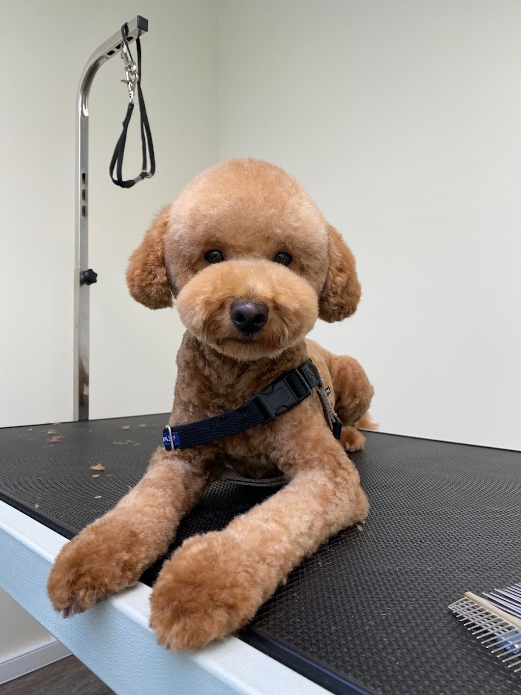 Honey Dog Grooming | 6840 Cedar Rose Ct, Burnaby, BC V5J 5J7, Canada | Phone: (236) 995-6840