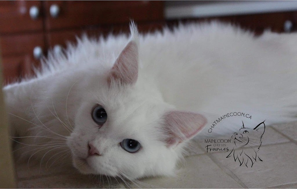 Chatterie Maine Coon FH (les Frances) | Rue St Étienne, LAssomption, QC J5W 1Y5, Canada | Phone: (514) 836-1560