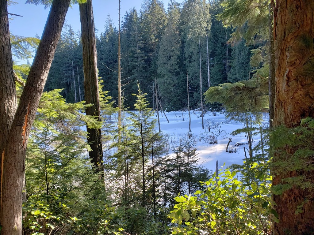 Woodhaven Swamp | Woodhaven, Belcarra, BC V3H 4R6, Canada