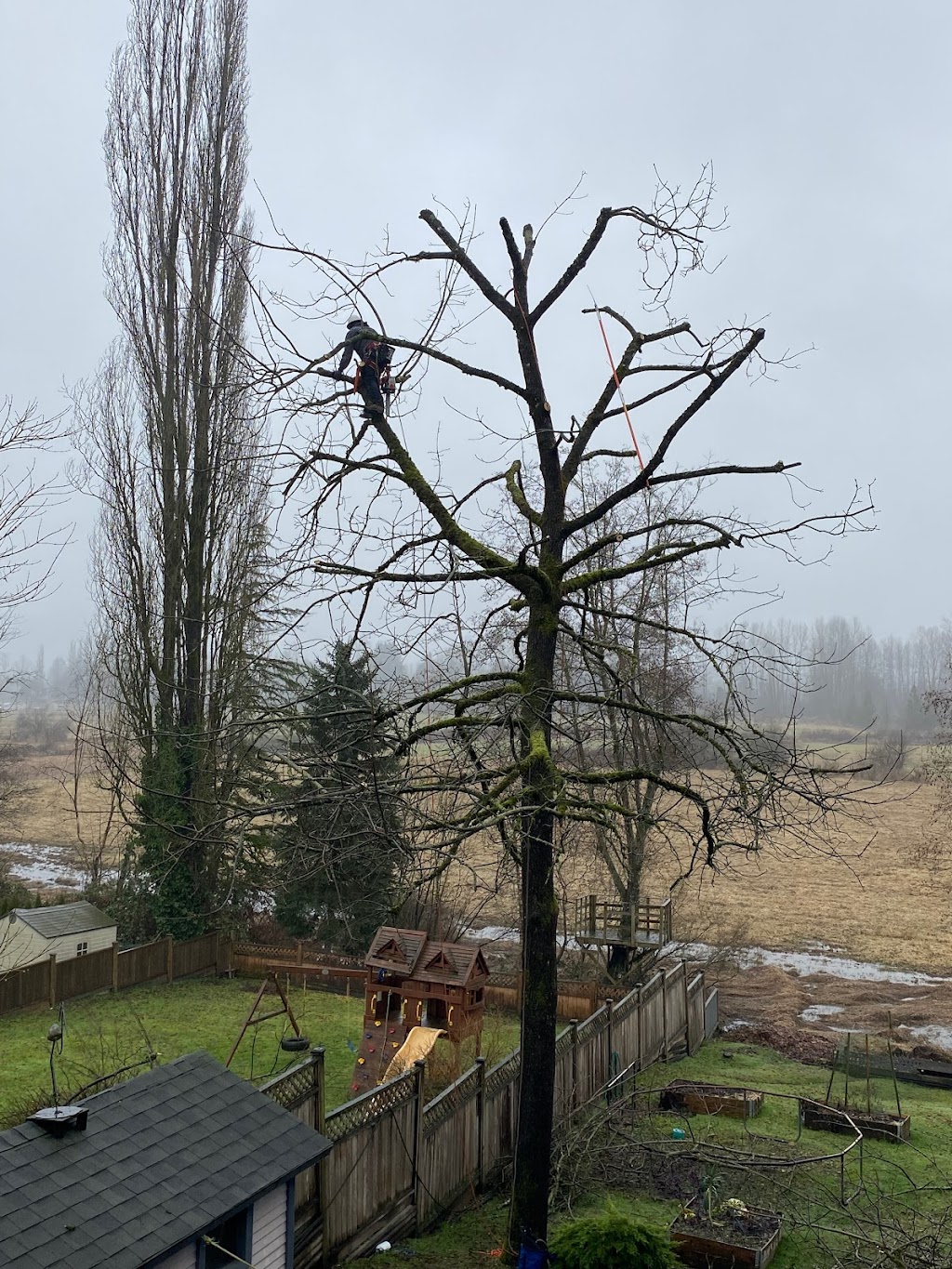 Mountain View Tree Service Inc. | 21092 Stonehouse Ave, Maple Ridge, BC V2X 8L9, Canada | Phone: (604) 615-6855