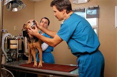 Lorne Park Animal Hospital | 1107 Lorne Park Rd, Mississauga, ON L5H 3A1, Canada | Phone: (905) 990-8387