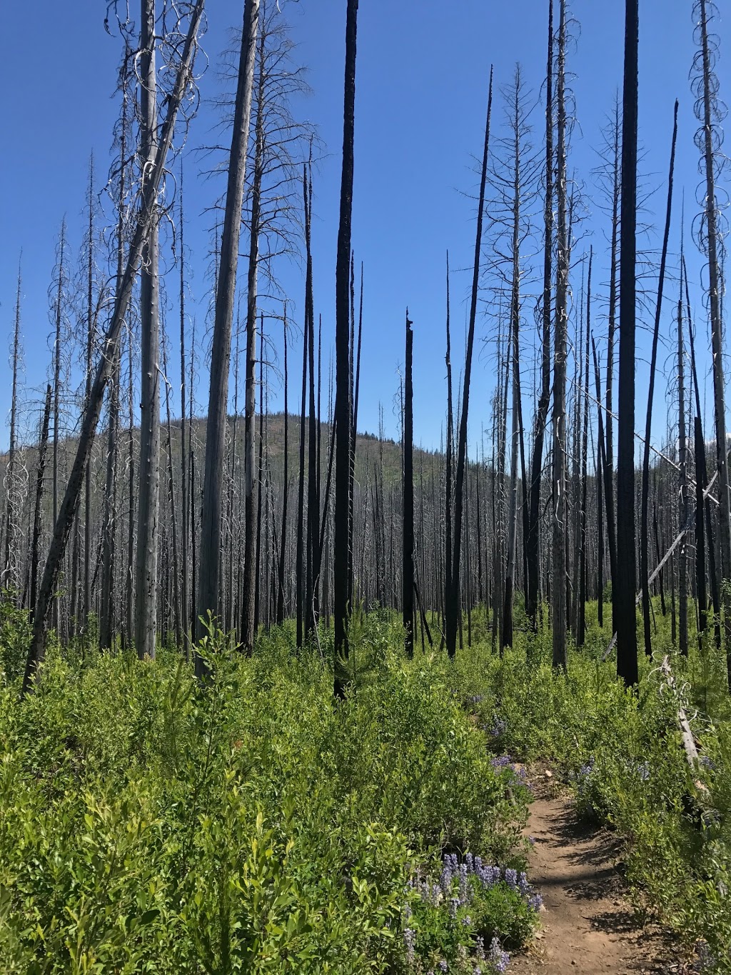 Christie Falls Trailhead | Terrace Mountain Rd, Douglas Lake, BC V0E 1S0, Canada